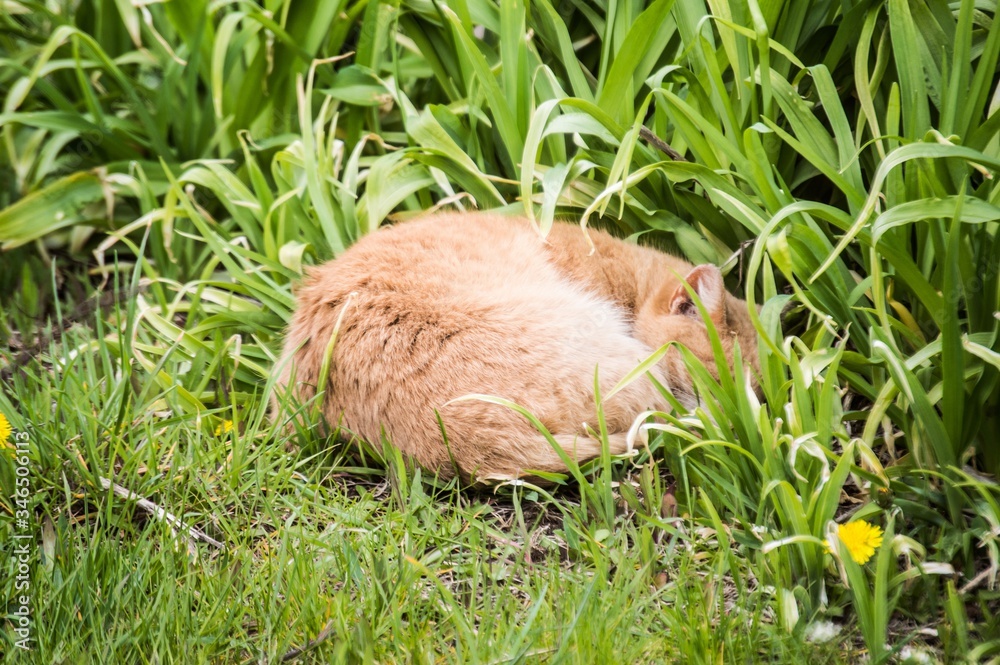 Red cat in the grass Red cat in the grass
