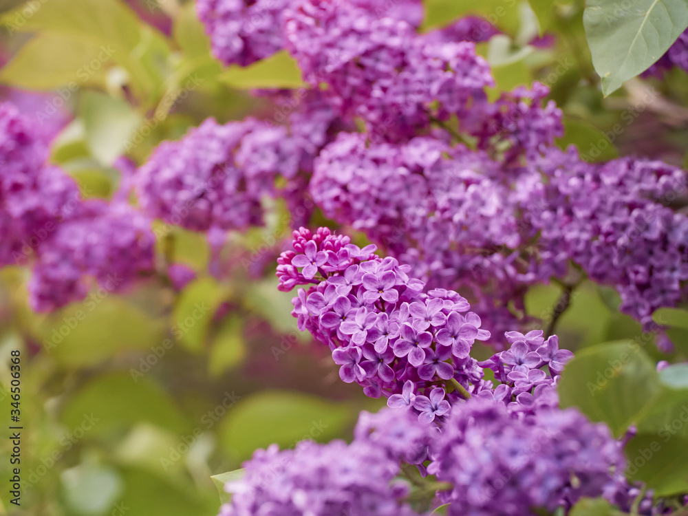 Branch of blossoming lilac in a spring garden. Branch of blossoming lilac in a spring garden.
