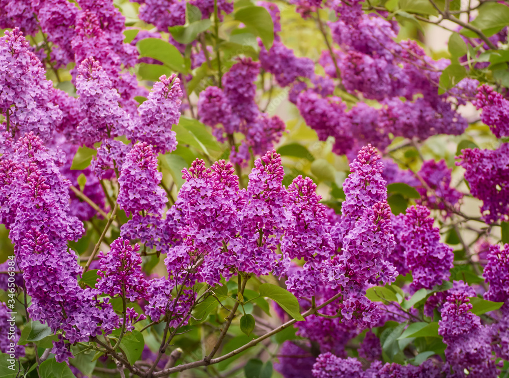 Branch of blossoming lilac in a spring garden.