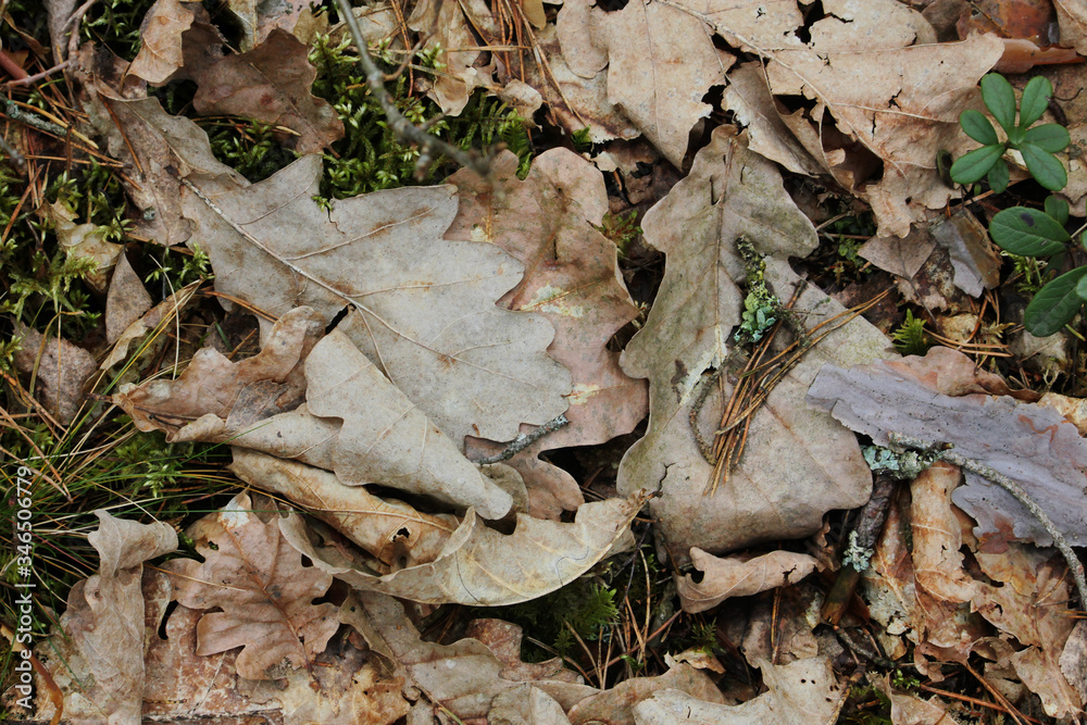 Forest floor in spring. Fallen oak leaves carpeting the forest floor. Forest floor in spring. Fallen oak leaves carpeting the forest floor.