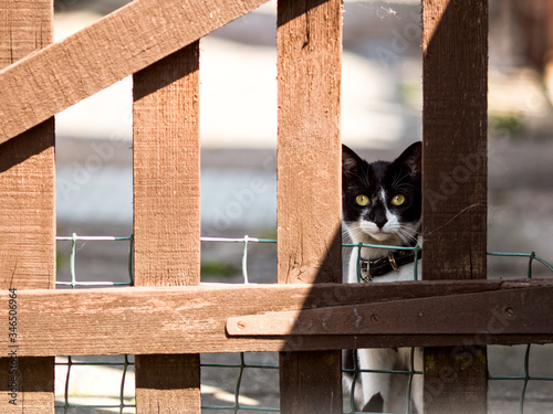 Black And White Cat Kitten Looking Through Fence Gate