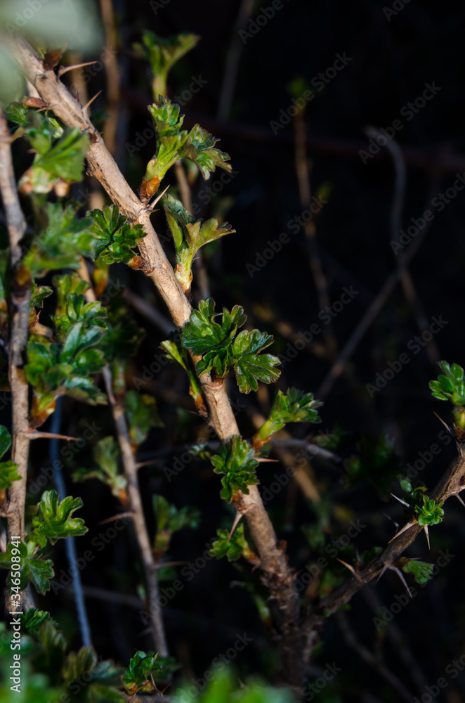 Night photo of young currant leaves in spring Night photo of young currant leaves in spring