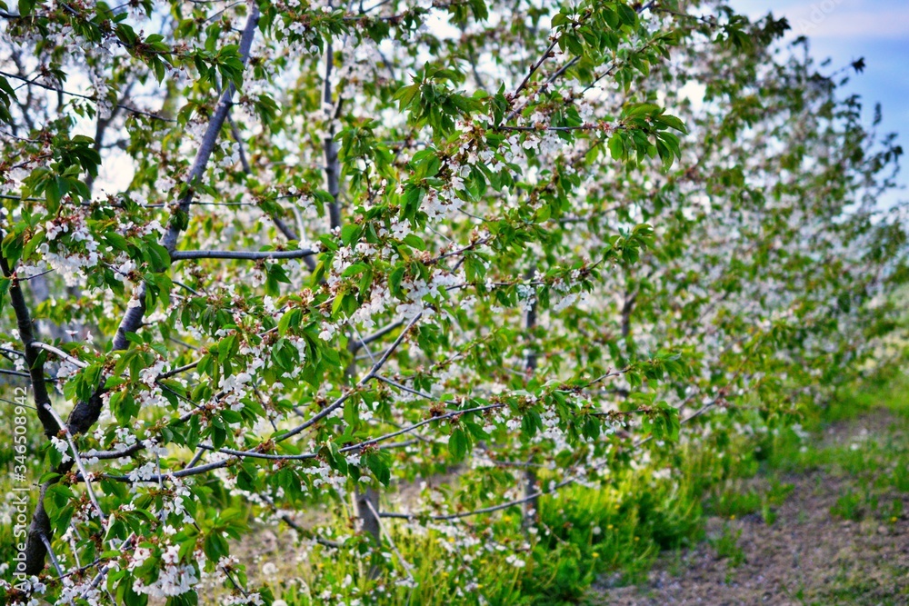 blooming cherry orchard in spring