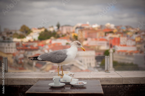 Seagull