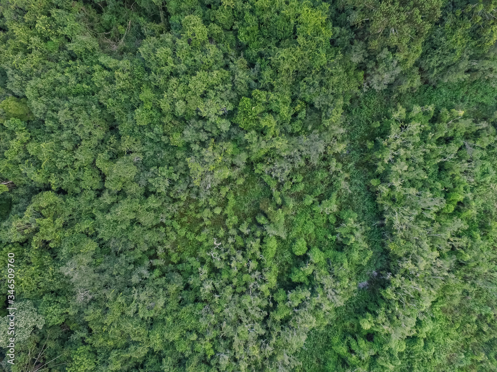 Top view of tropical forest with green trees and stream in southern Brazil