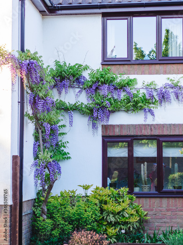 WISTERIA