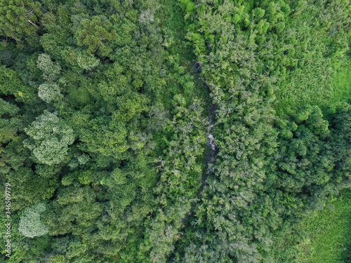 Top view of tropical forest with green trees and stream in southern Brazil © Xico Putini
