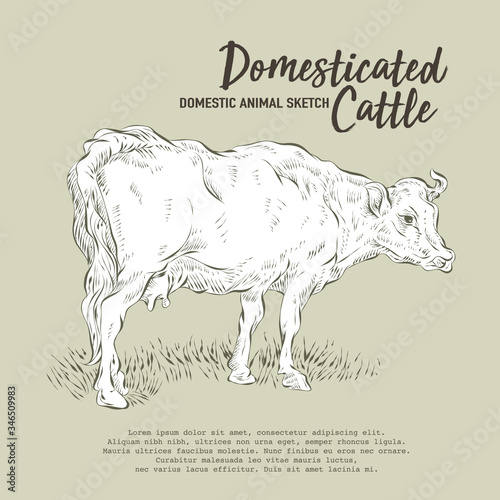 Isolated animal cattle vector drawing illustration.A standing cow posing outline sketch.