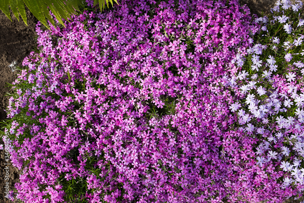 Purple spring flowers texture background. Close-up Purple spring flowers texture background. Close-up