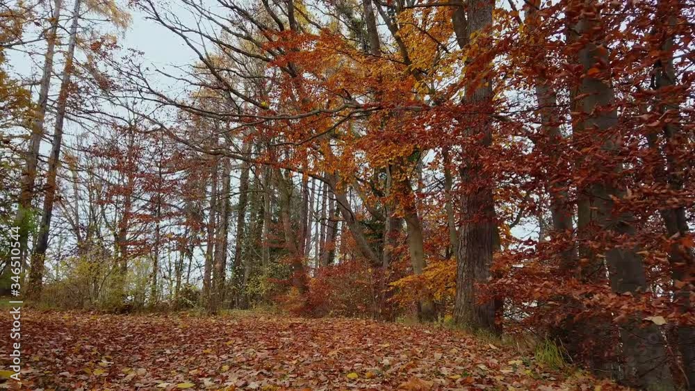 Walk through a forest in autumn Walk through a forest in autumn