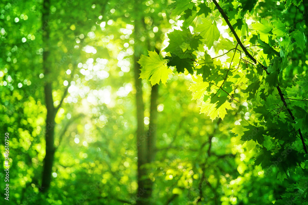 Green leaves on maple tree branches on blurred sunny forest background close up, lush foliage soft focus, beautiful summer day wood landscape, mysterious forest with sun glow, morning sunlight nature Green leaves on maple tree branches on blurred sunny forest background close up, lush foliage soft focus, beautiful summer day wood landscape, mysterious forest with sun glow, morning sunlight nature