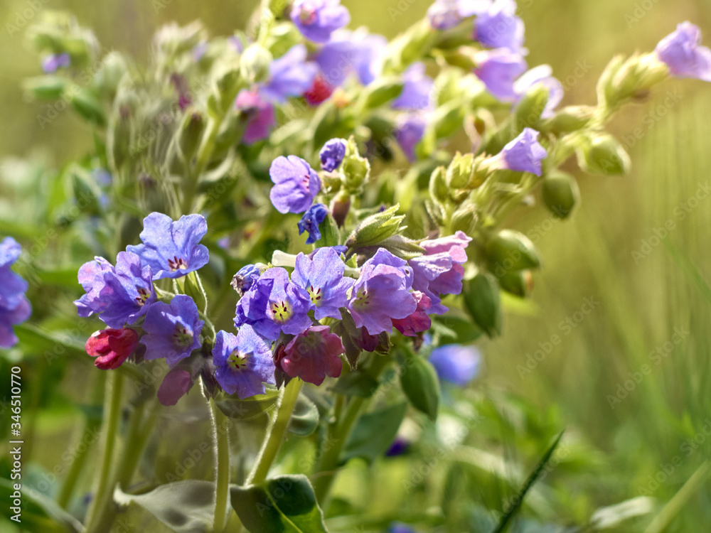 Flowers lungwort in the forest. Flowers lungwort in the forest.