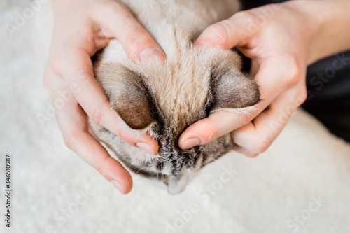 Rubbing the cat's head and temples. Massage technique