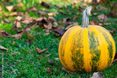 Yellow-green striped pumpkin on the green grass. Yellow autumn leaves in the background. Horizontal photo with a bright pumpkin with place for text.