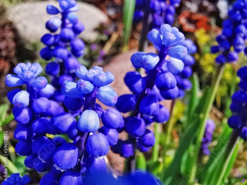 Blue Muscari flowers close up. A group of Grape hyacinth (Muscari armeniacum) blooming in the spring. Closeup with selective focus. 