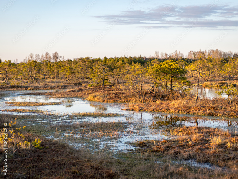 Colorful evening and sunset over the bog lake, crystal clear lake and bog in the evening, reflections on the water. Pine in the background. Colorful evening and sunset over the bog lake, crystal clear lake and bog in the evening, reflections on the water. Pine in the background.