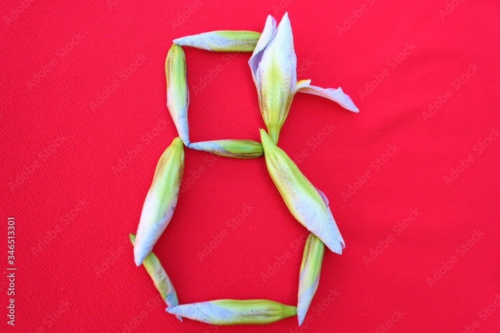 Number 8 written by fresh iris flowers on a red background. Number eight written in fresh flowers isolated on red.