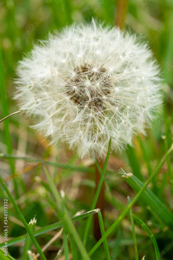 Standing Dandelion Standing Dandelion