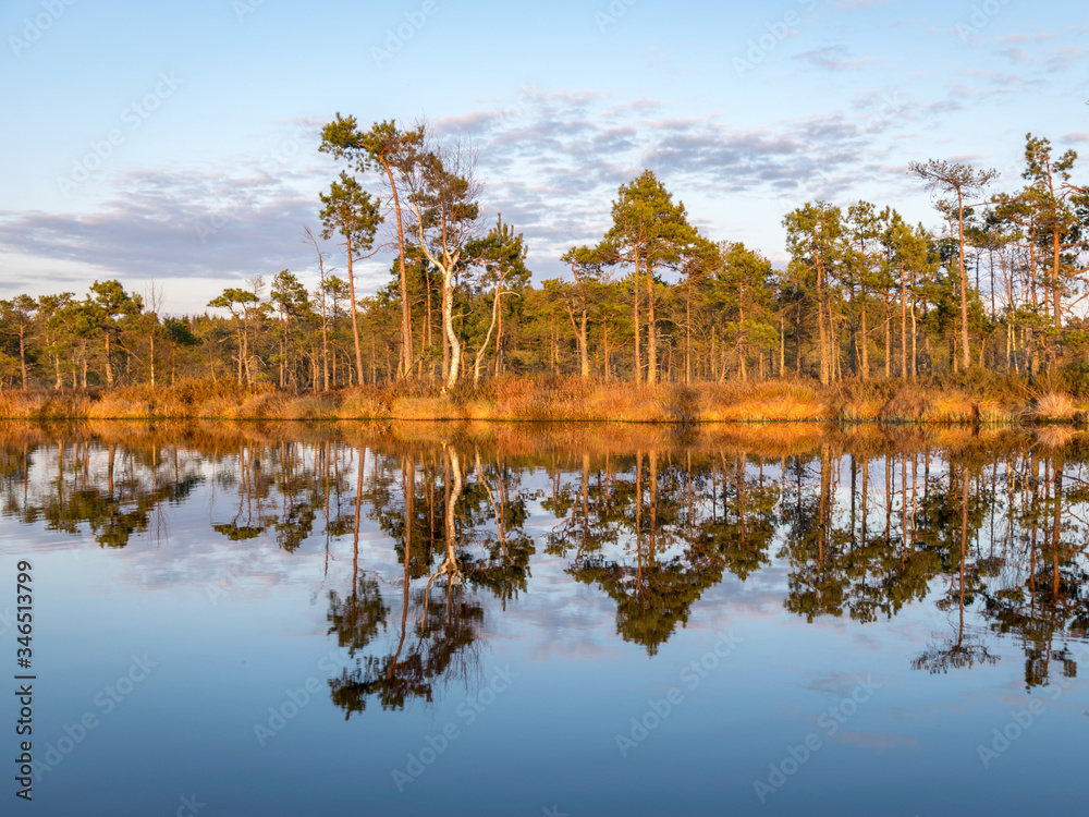 Colorful evening and sunset over the bog lake, crystal clear lake and bog in the evening, reflections on the water. Pine in the background.