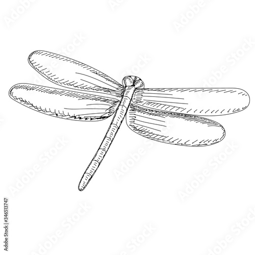 vector, on a white background, sketch, line dragonfly, insect, contour © zolotons