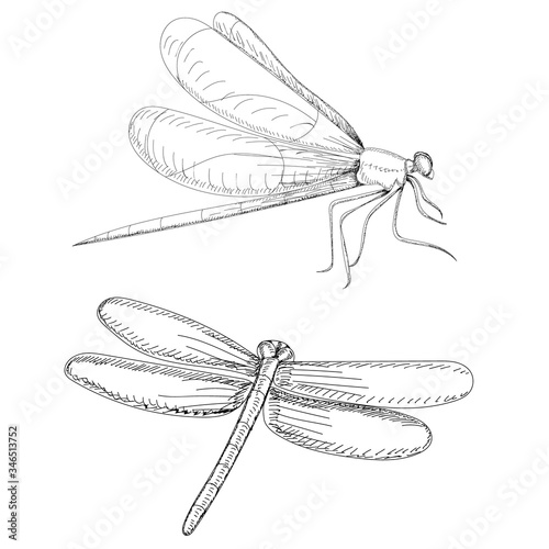 vector, on a white background, sketch, line dragonfly, insect, contour