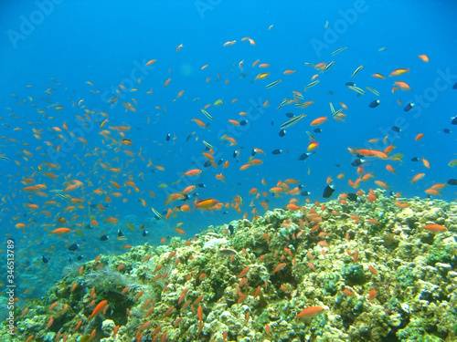 Fototapeta Naklejka Na Ścianę i Meble -  coral reef and fish underwater, scuba diving