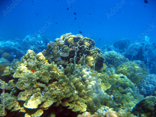 coral reef and fish underwater, scuba diving © iwaart