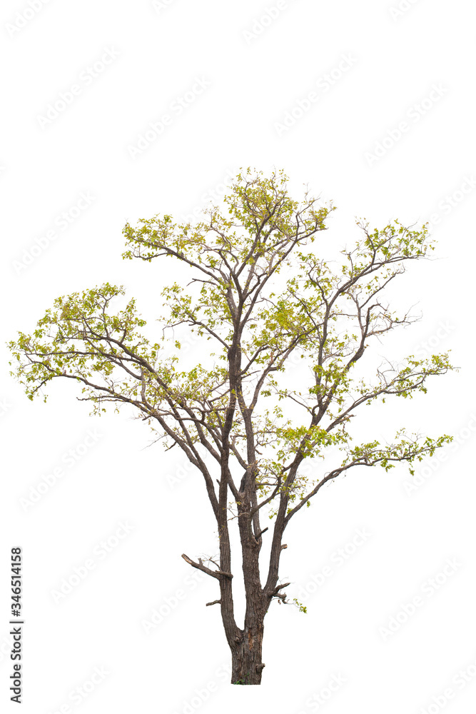 Trees with green leaves in a white background Trees with green leaves in a white background