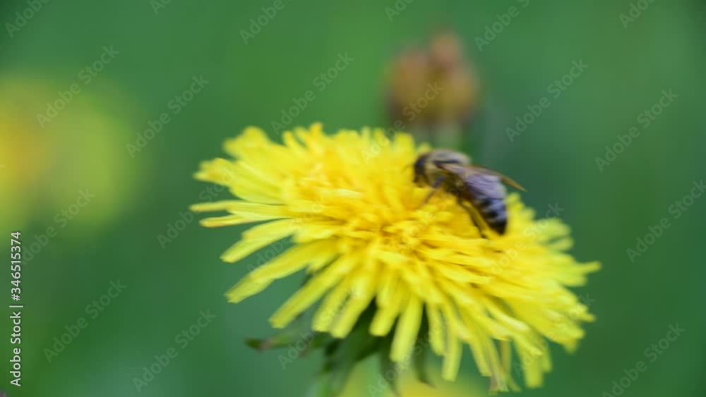 Nice common dandelion flower with bee nature macro 4k video Nice common dandelion flower with bee nature macro 4k video
