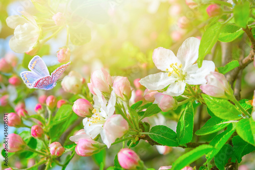 Blooming apple tree flowers, butterfly, dreamy sunny background. Soft focus. ...