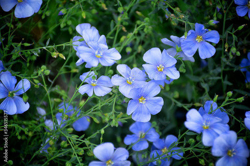 flowers flax blue