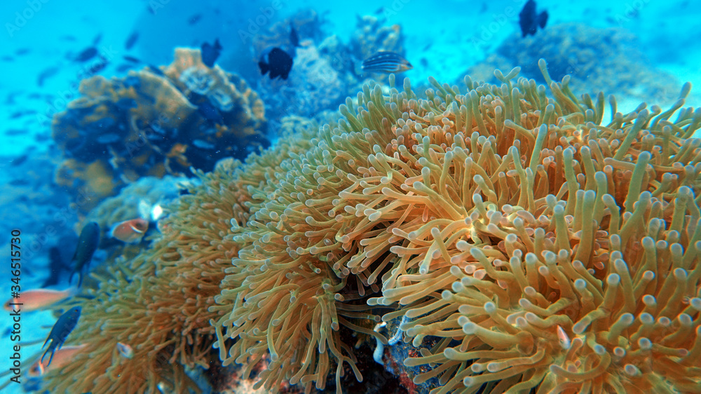 anemone underwater, coral reef close up, scuba diving anemone underwater, coral reef close up, scuba diving