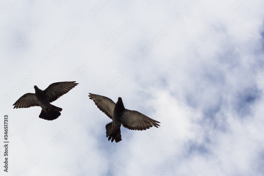 Obraz premium Pigeons.