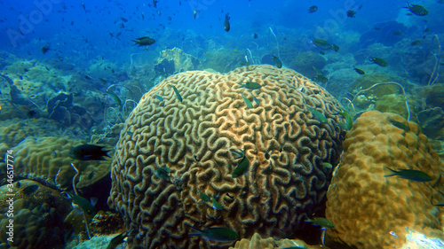 scuba diving, coral reef and fish underwater