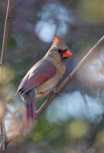 Northern Cardinal female (Cardinalis cardinalis) perched on a branch on a spring evening in Ottawa, Canada