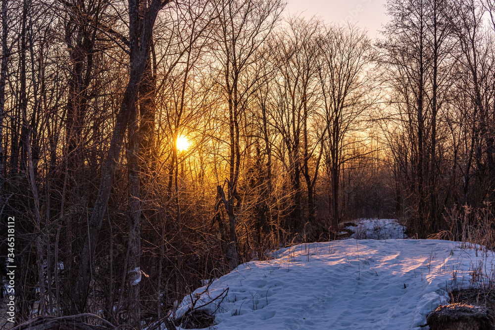 The rising spring sun turns the branches of trees and bushes Golden in the foreground the remnants of snow cover