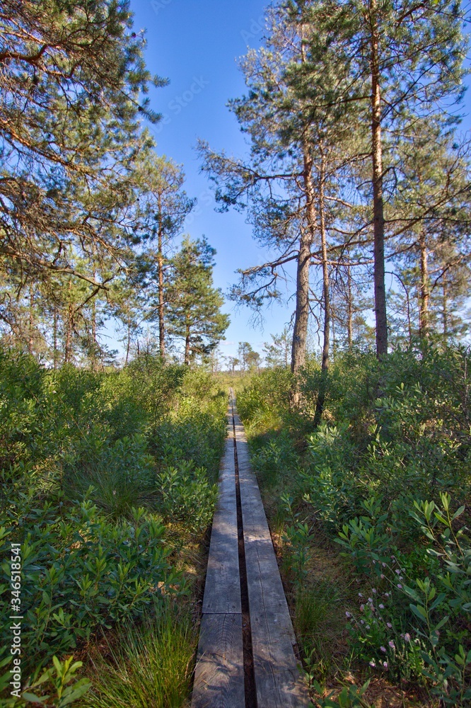 Dumme Mosse nature reserve outside of Jönköping, Sweden Dumme Mosse nature reserve outside of Jönköping, Sweden