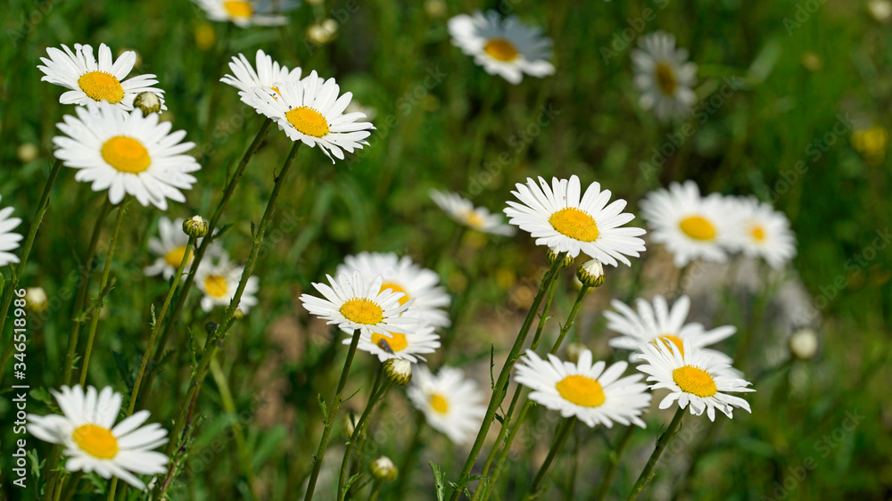 white marguerite blooming beautifully in the field white marguerite blooming beautifully in the field