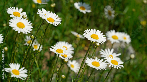 white marguerite blooming beautifully in the field © Busan Oppa