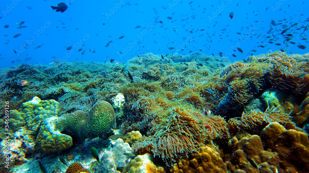 Fototapeta premium coral reef and fish underwater, scuba diving