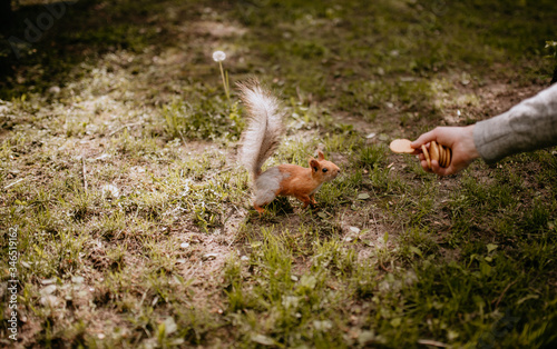  hand feeds a squirrel with cookies © Александра Коробкова