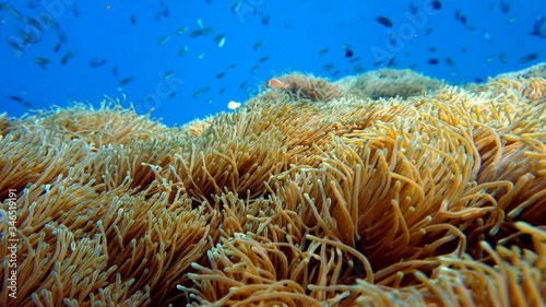 anemone underwater, scuba diving, coral reef, 