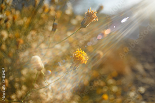 Sweetbush aka Chuckwalla’s Delight, blooming the the desert wash, in Phoenix, Arizona, USA. Beautiful Sun rays, interesting lens flare, bokehlicious floral background for quotes/inspirational messages photo