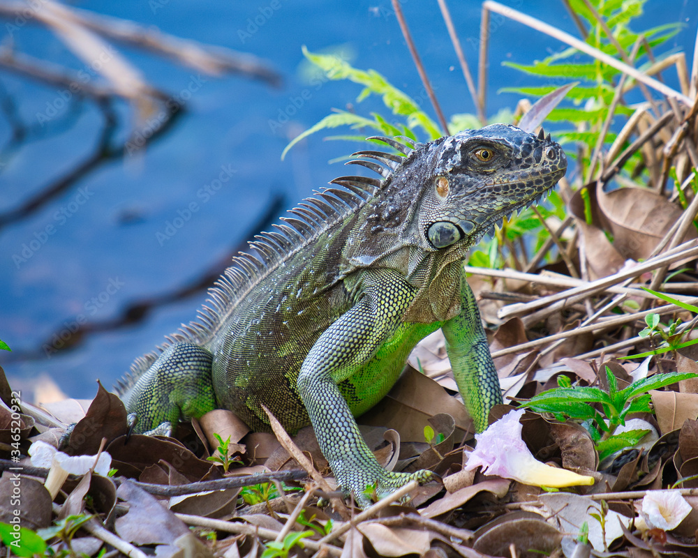 Iguana Posing Up Close by the water Invasive Species to Florida Iguana Posing Up Close by the water Invasive Species to Florida