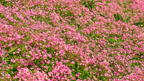 Blooming Pink-sorrel in the park