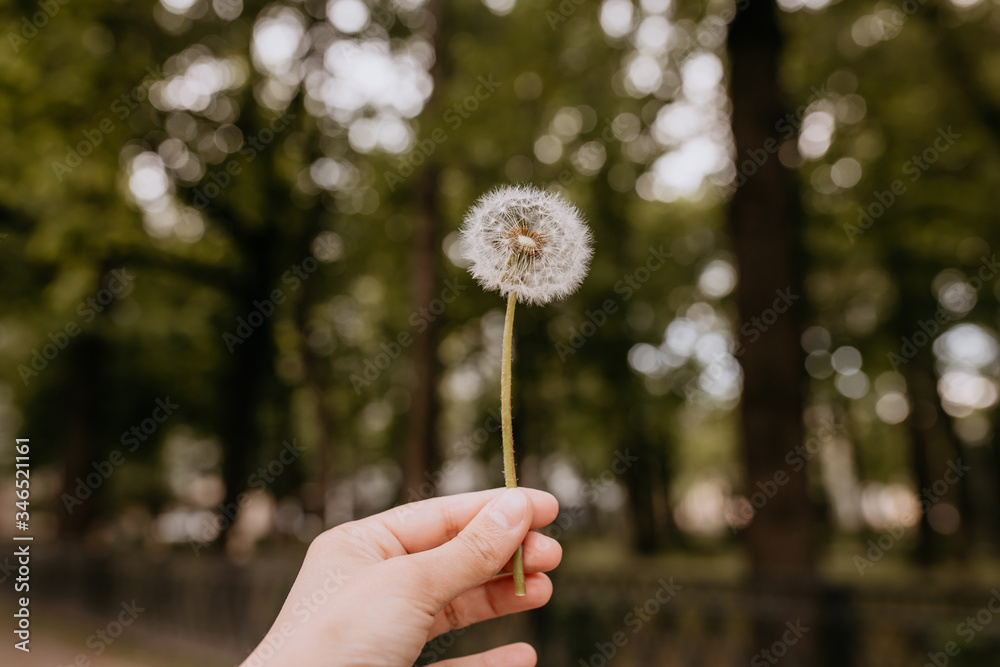 Fototapeta premium dandelion on a green background