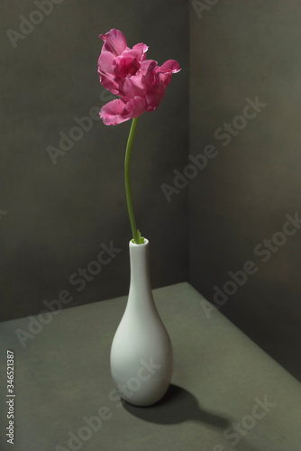 Pink tulip in white vase in empty greyish room.