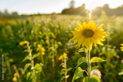 Sunflower blooming against sunlight in the fields