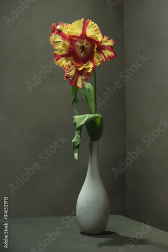 Yellow red tulip in white vase in empty grey room.