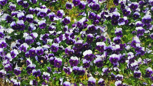 colorful pansy in the garden